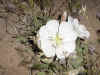 Flower.jpg (60781 bytes)